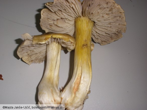 Tricholoma luridum