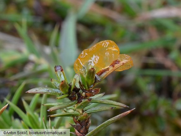 Gymnosporangium tremelloides