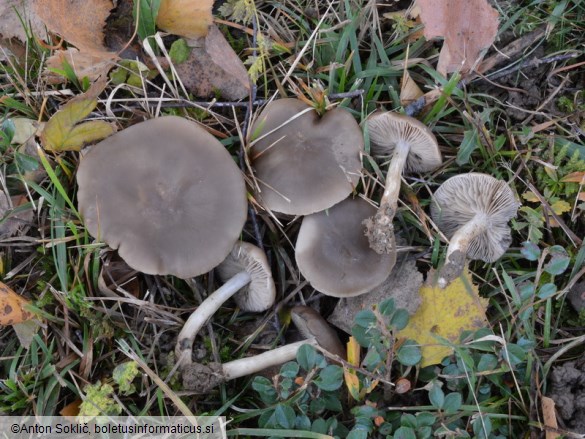 Lyophyllum crassifolium