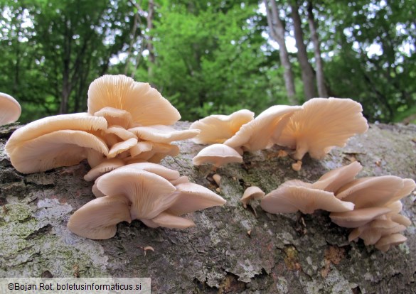 Pleurotus pulmonarius