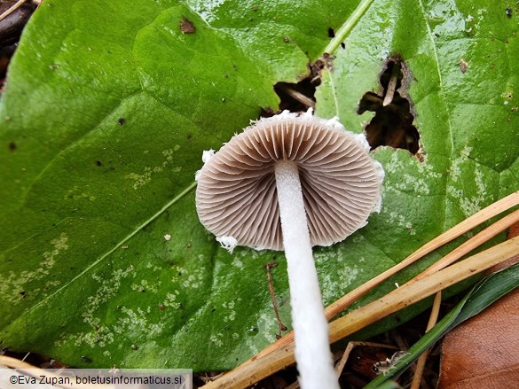 Psathyrella fibrillosa