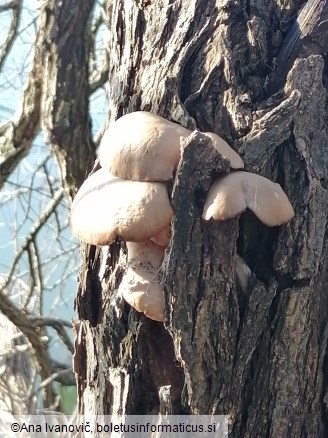 Pleurotus ostreatus