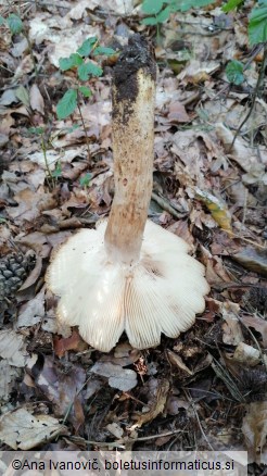 Russula grata