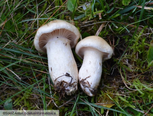 Hygrophorus ligatus