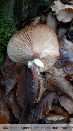 Armillaria ostoyae
