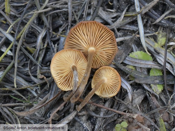 Flammulina elastica