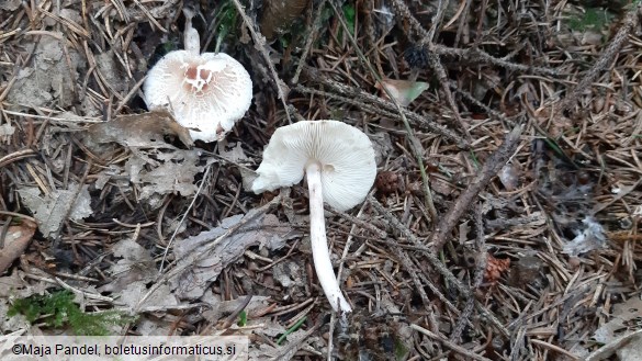 Lepiota oreadiformis