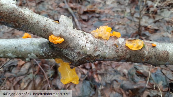 Tremella mesenterica