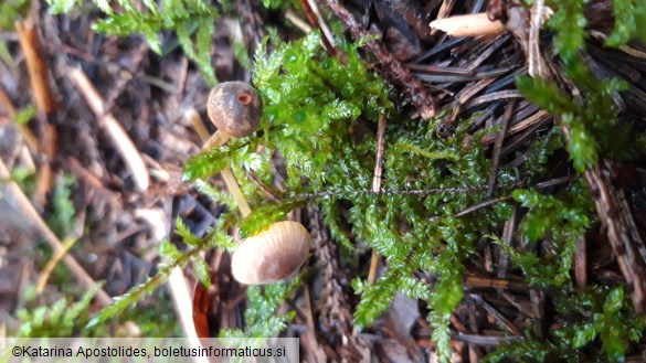 Mycena aurantiomarginata