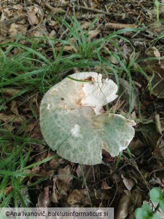 Russula virescens