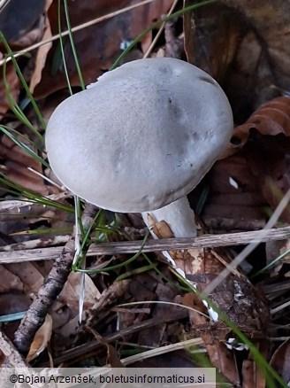 Hygrophorus agathosmus