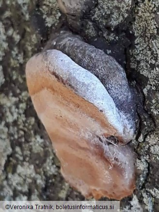 Phellinus pomaceus