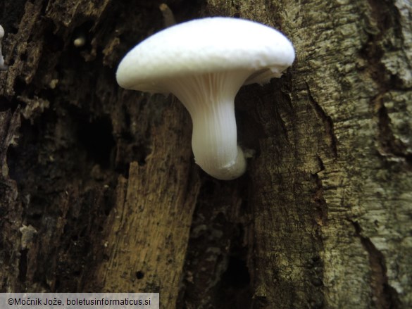 Pleurotus dryinus