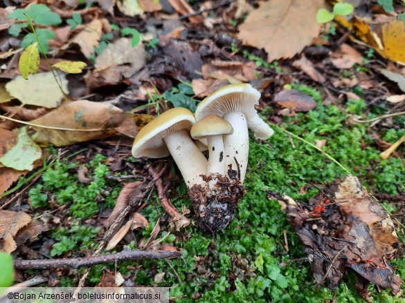 Tricholoma saponaceum