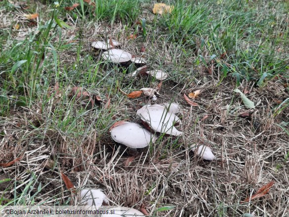 Agaricus campestris