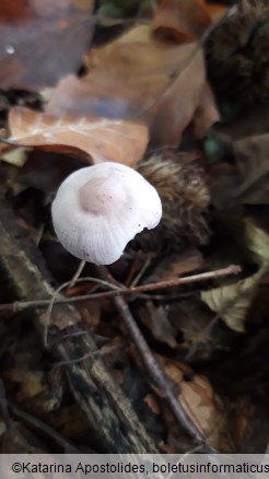 Mycena pura