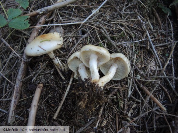 Pholiota spumosa