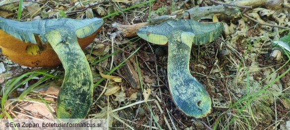 Neoboletus xanthopus