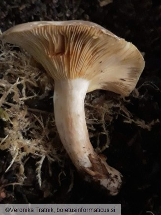 Lactarius pterosporus