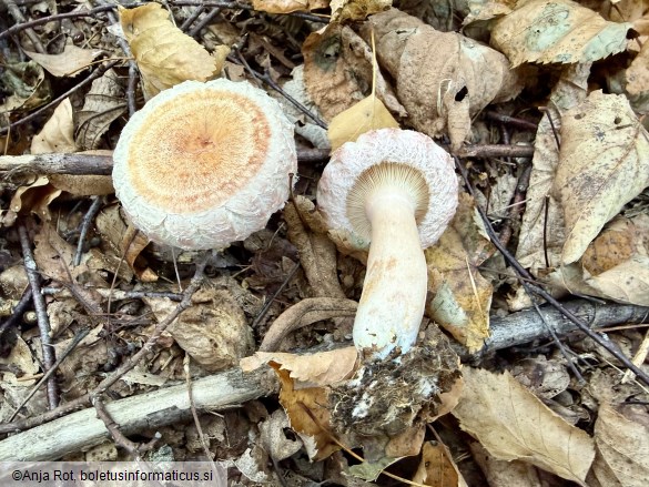 Lactarius torminosus