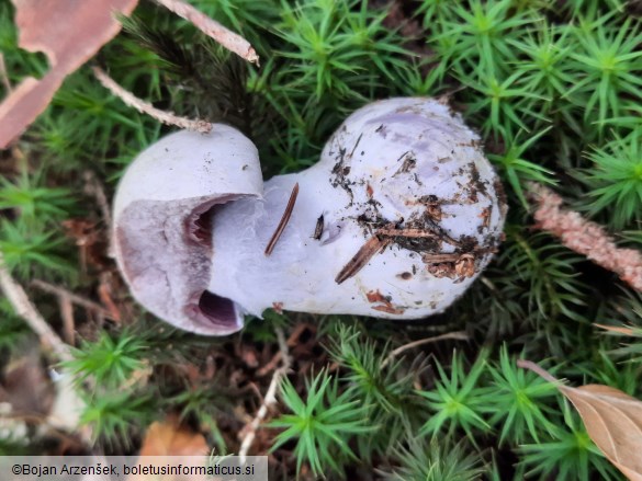 Cortinarius camphoratus