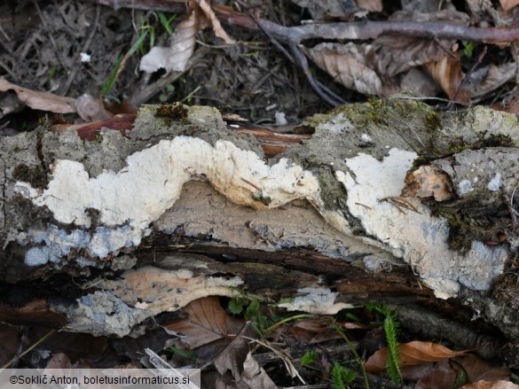 Radulomyces confluens