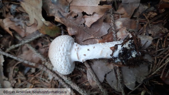 Lepiota ignivolvata