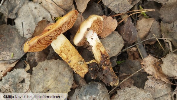 Cortinarius trivialis