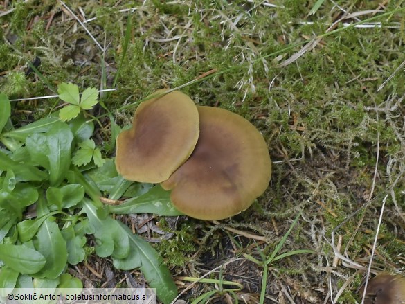 Cortinarius cinnamomeus