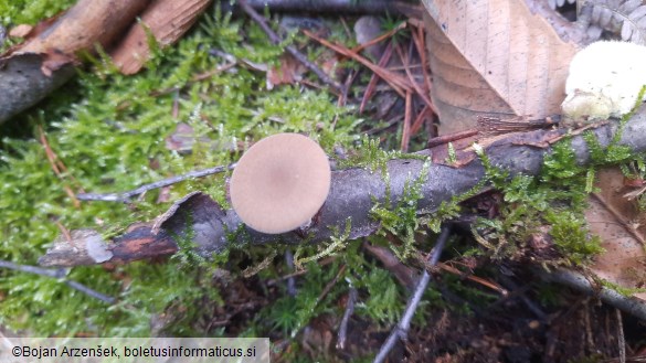 Polyporus brumalis