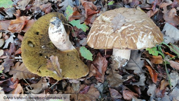 Boletus edulis