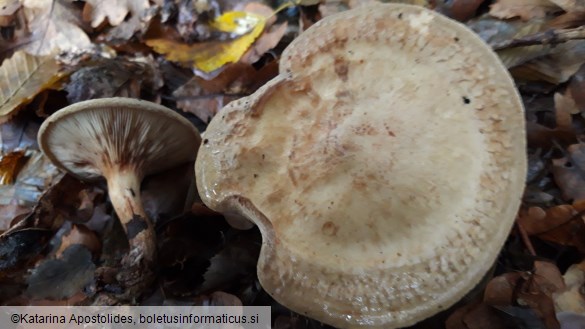 Paxillus involutus