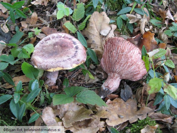 Hygrophorus russula