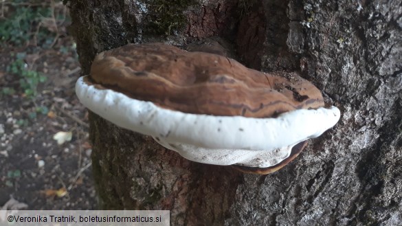 Ganoderma applanatum