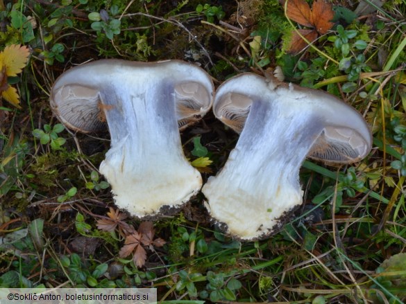 Cortinarius aurantiobasalis