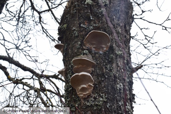 Phellinus pomaceus