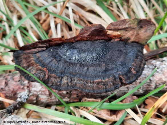 Ischnoderma benzoinum