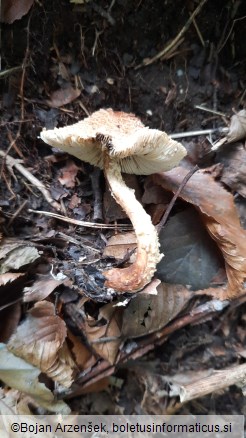 Lepiota magnispora