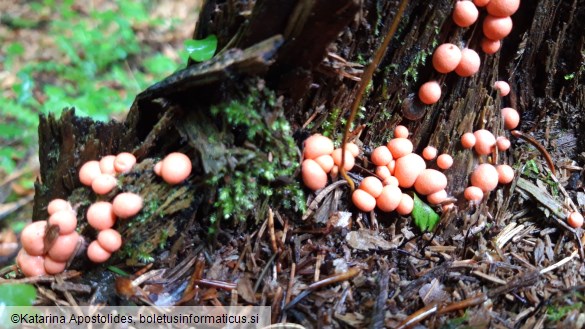 Lycogala epidendrum