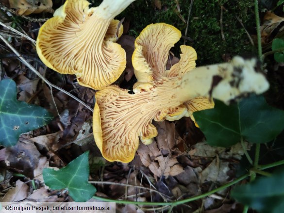 Cantharellus amethysteus