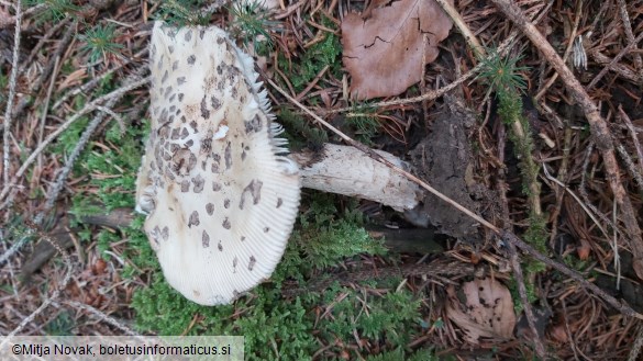 Amanita ceciliae