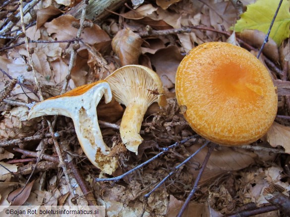 Lactarius porniniae