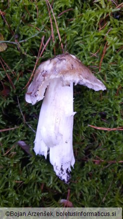Tricholoma portentosum