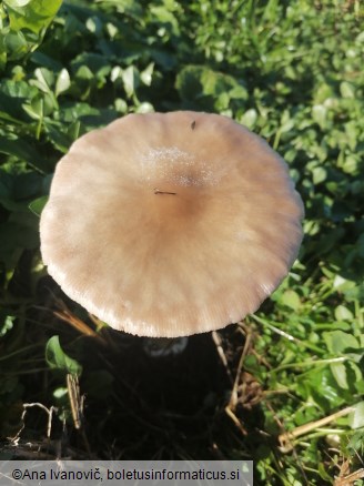 Volvopluteus gloiocephalus