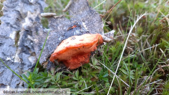 Pycnoporus cinnabarinus