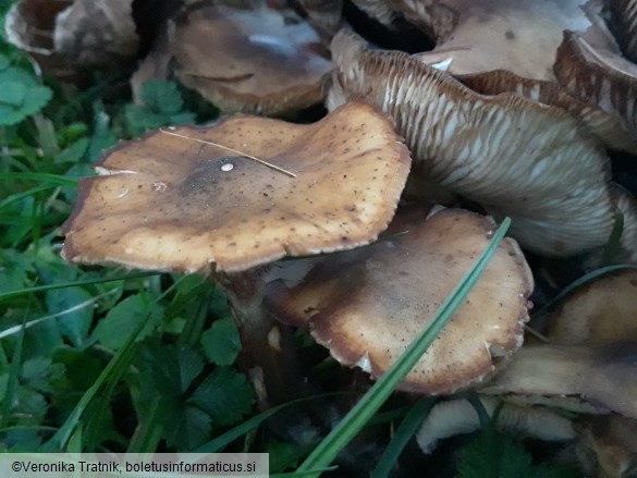 Armillaria mellea