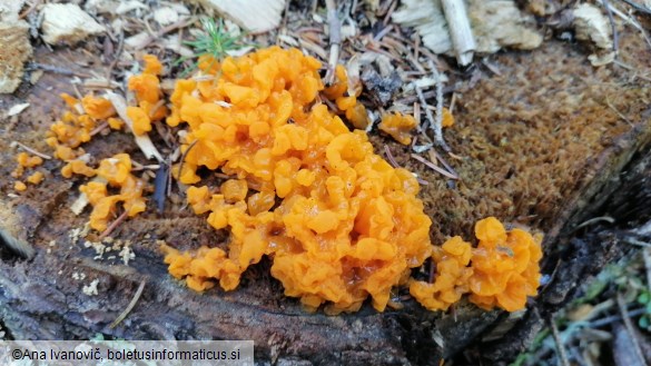 Dacrymyces chrysospermus