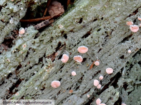 Icmadophila ericetorum
