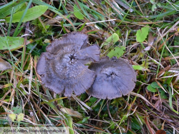 Hygrocybe ovina