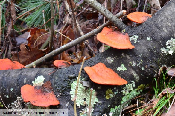 Pycnoporus cinnabarinus